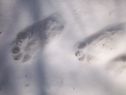 Sun, Skiing, and...Catamounts?...